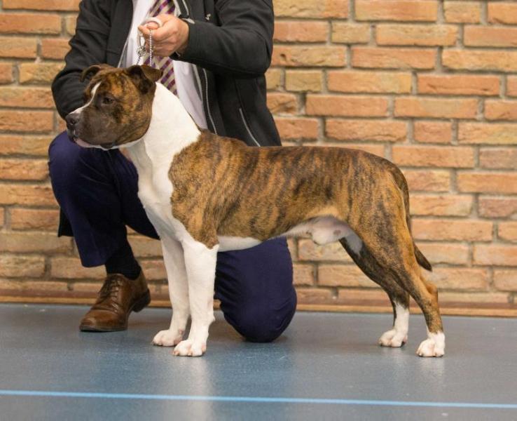 Carmichael's Eat Your Heart Out | American Staffordshire Terrier 