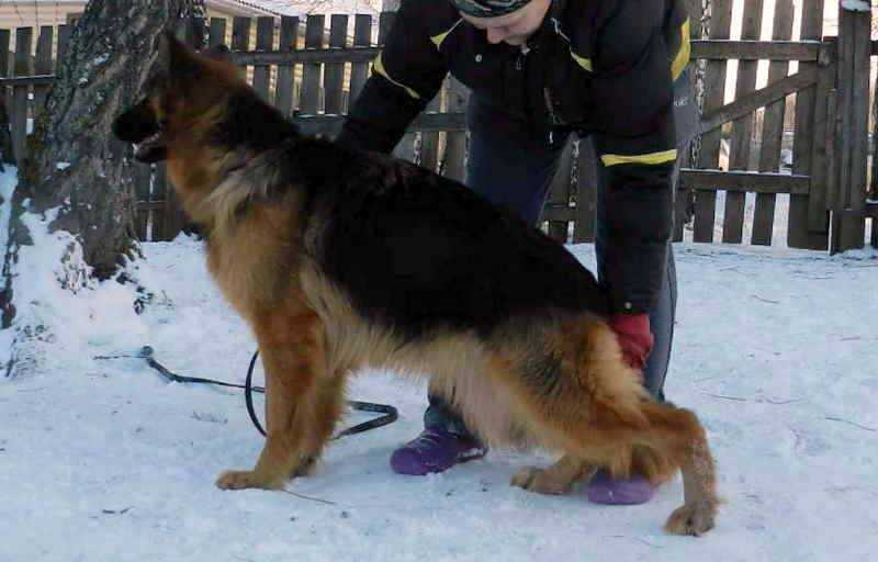 Penelope iz Berezovogo Loga | German Shepherd Dog 