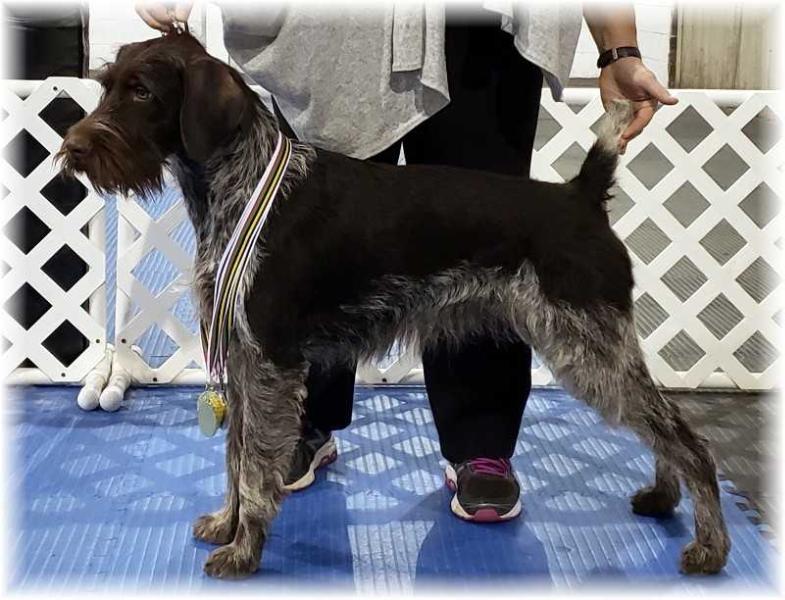 Blueline Jamaica Me Crazy | German Wirehaired Pointer 