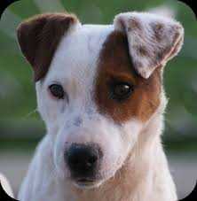 Captain-Ron de la Roche Turpin | Jack Russell Terrier 