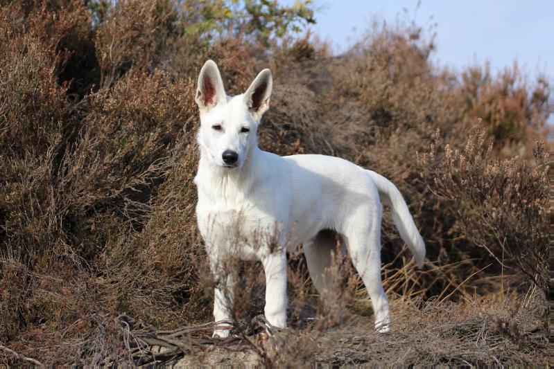 Fayumi of Shadasa | White Swiss Shepherd Dog 