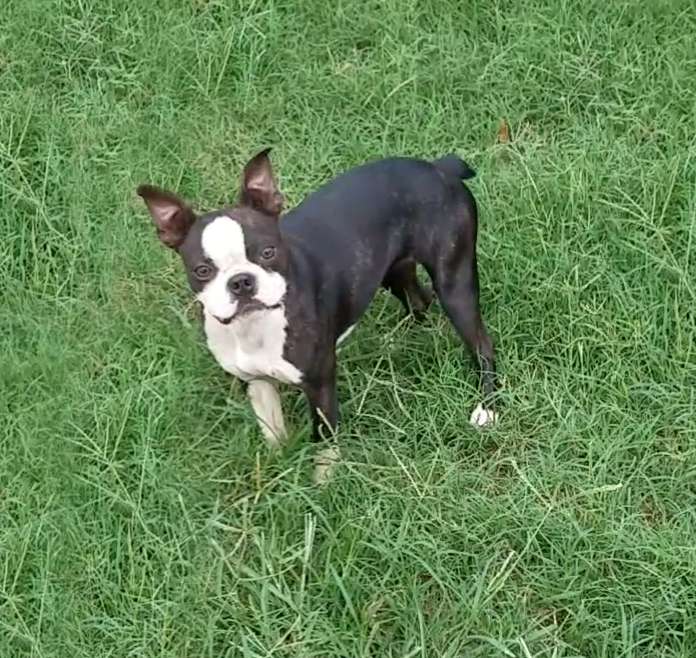 Just Because Gremlin | Boston Terrier 