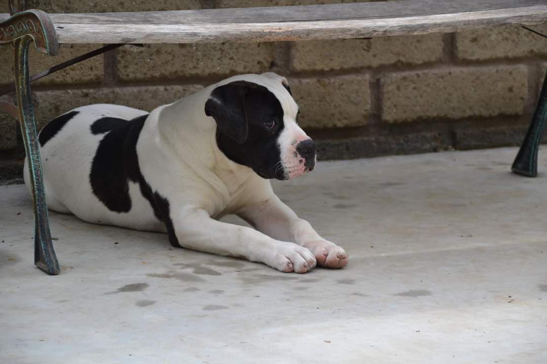 De Paola's Aramis | American Bulldog 