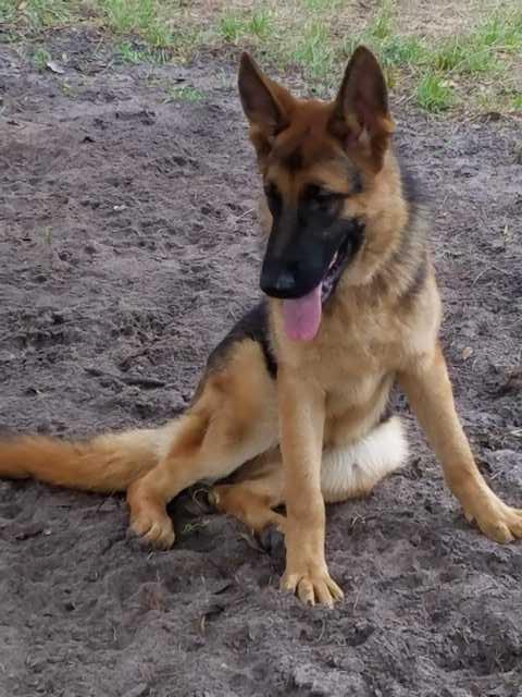 Bella Vonstarlite | German Shepherd Dog 