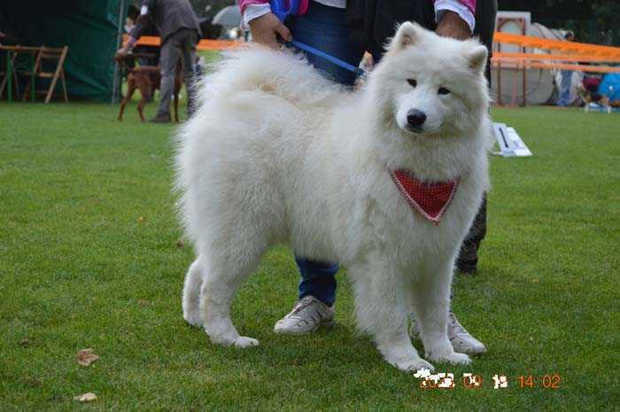 Sonata Arctica LANYA O'BRODVER | Samoyed 