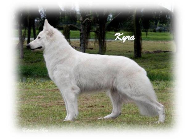 Kyra GG Forest Sunrise da Serra | White Swiss Shepherd Dog 