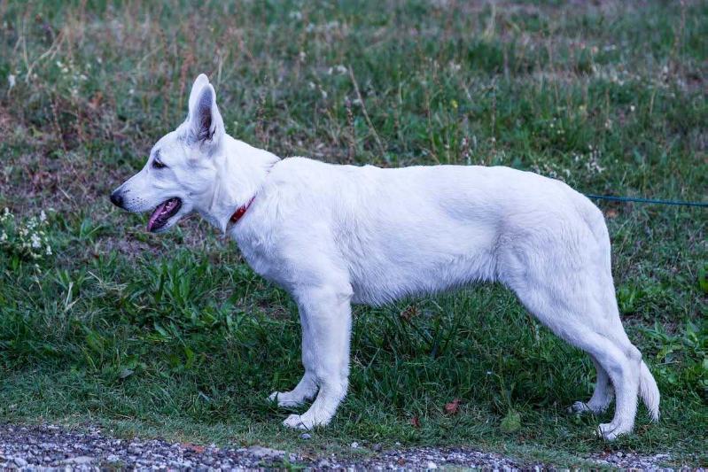 Euphoria Bianca Beli Andjeo | White Swiss Shepherd Dog 