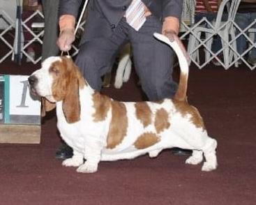 Switherland show case | Basset Hound 