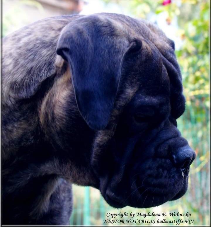 Bogemia CREAM RICHARD LVINOYE SERDSE | Bullmastiff 