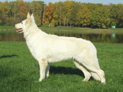 Baltic Beauty Dreams Come True | White Swiss Shepherd Dog 