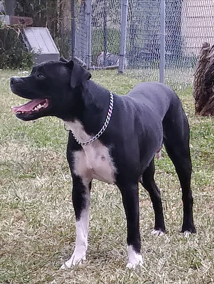 EASTERN STAR OF KONFEDERATE | American Bulldog 