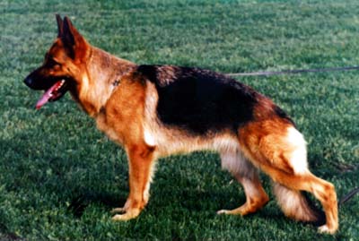 Zula von Arjakjo | German Shepherd Dog 