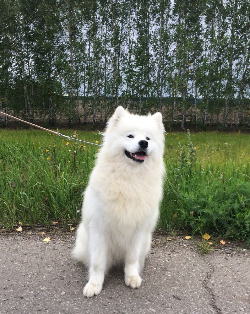 Beautiful Girl iz Tsarstva Svaroga | Samoyed 