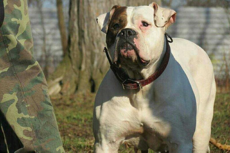 Mun Bim | American Bulldog 