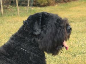 Grandemezzano | Bouvier des Flandres 