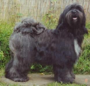 SCHANTI'S URIAH LAMLEH | Tibetan Terrier 