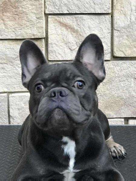 Ze James Rare Gery Bull's | French Bulldog 