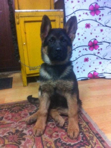 Pango Empire-MGL | German Shepherd Dog 