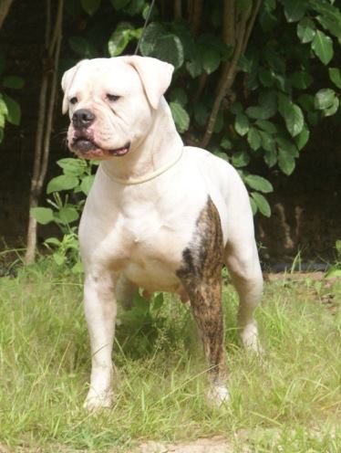 Noble Warrior Gilda | American Bulldog 