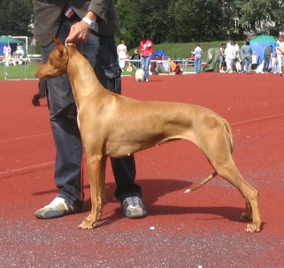 Ribessita Sharifa-Arifa | Pharaoh Hound 