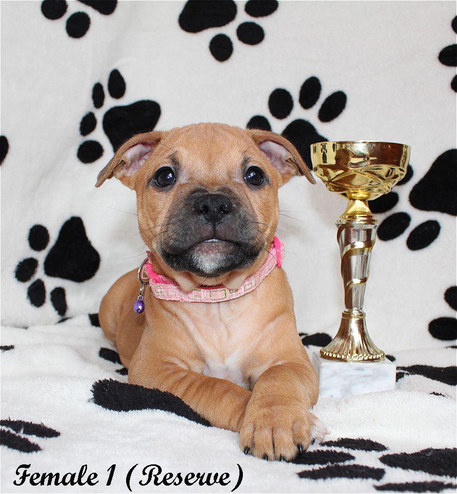 Pine Forest Best You Are My Love | Staffordshire Bull Terrier 