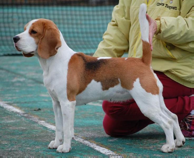 ANGELINA CIVITAS TERGESTI | Beagle 