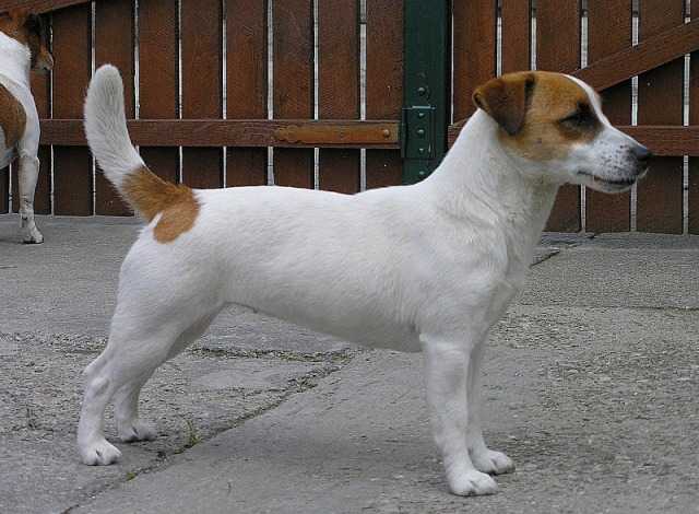 ELL-ELL'S NEW AGE OF LILY | Jack Russell Terrier 