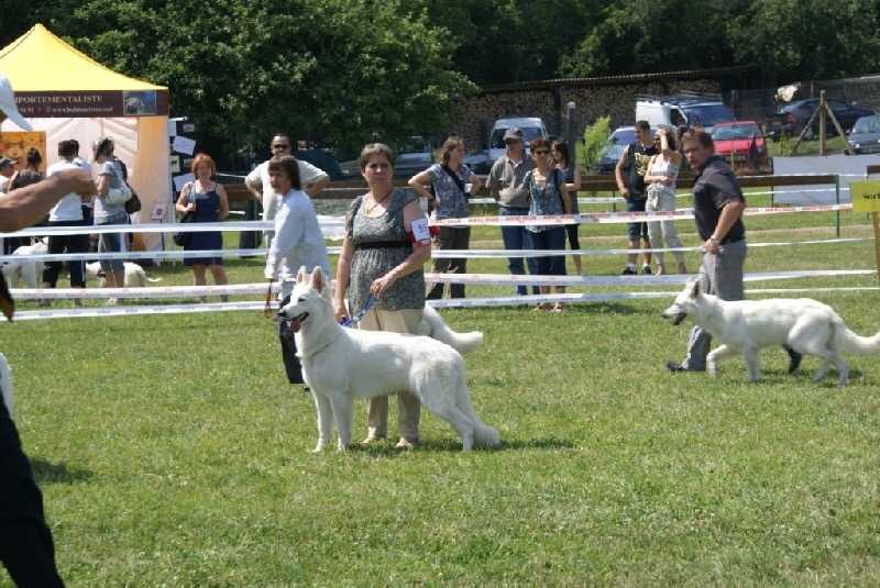 Snow de L'aige de la tournelle | White Swiss Shepherd Dog 