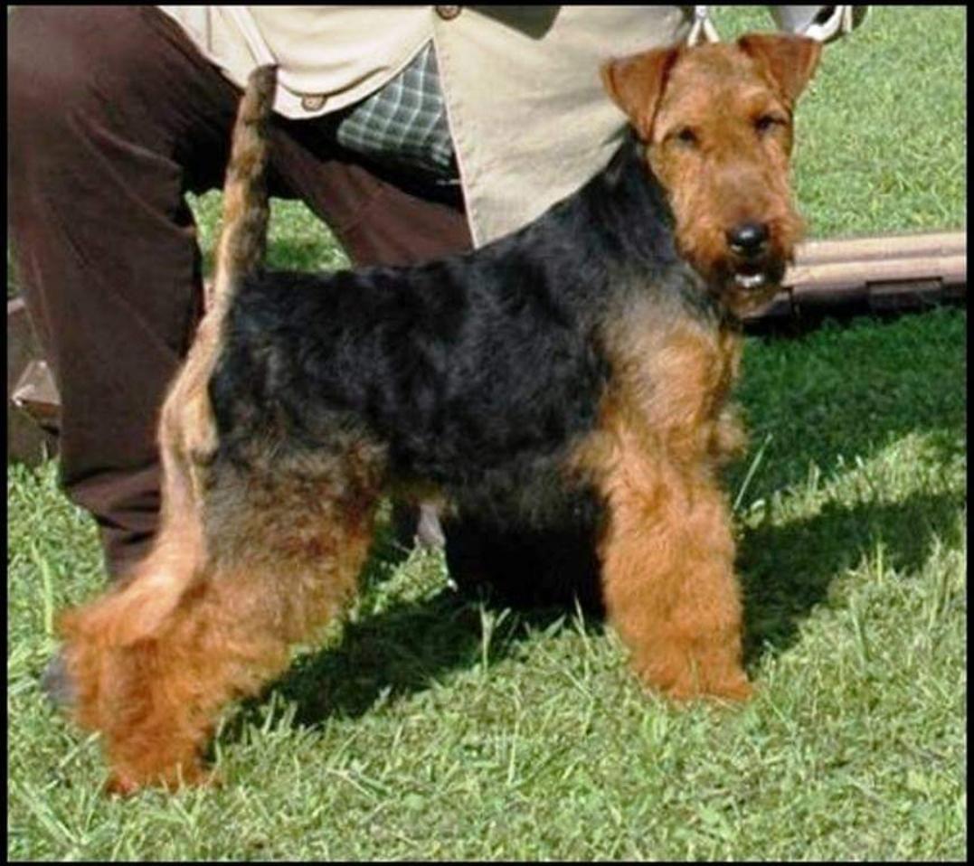 Terrierix LEA ORLANA | Welsh Terrier 