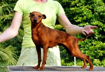 Abigail Lussari's | Miniature Pinscher 