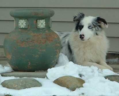 SpurBar Bandit ABC 305774 | Border Collie 