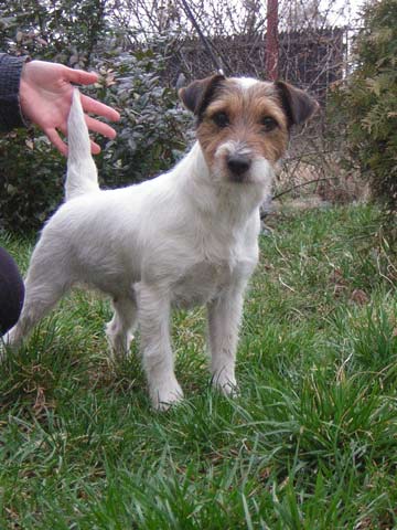 VENDETTA LAIRDSLEY Ons Eiland | Jack Russell Terrier 