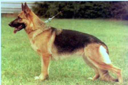 Ola von Arminius | German Shepherd Dog 