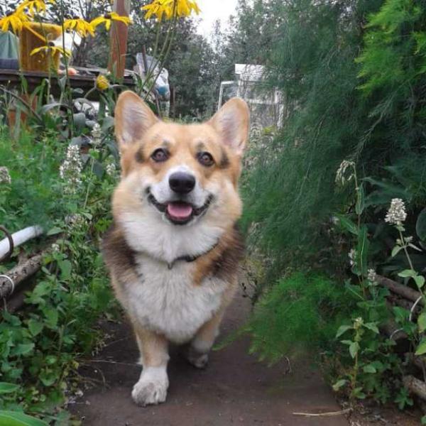 Tugan Jak Brooklyn | Pembroke Welsh Corgi 