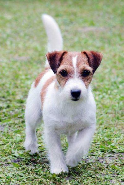 JACK MADONNA DI SAN GIMIGNANO | Jack Russell Terrier 