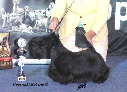 Ashgate Dutch | Scottish Terrier 
