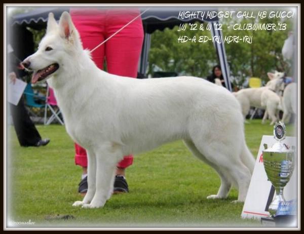 Mighty Midget Call Me Gucci | White Swiss Shepherd Dog 
