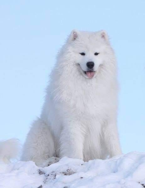 Lealsam High Flying Kiwi At Belyi Volk | Samoyed 