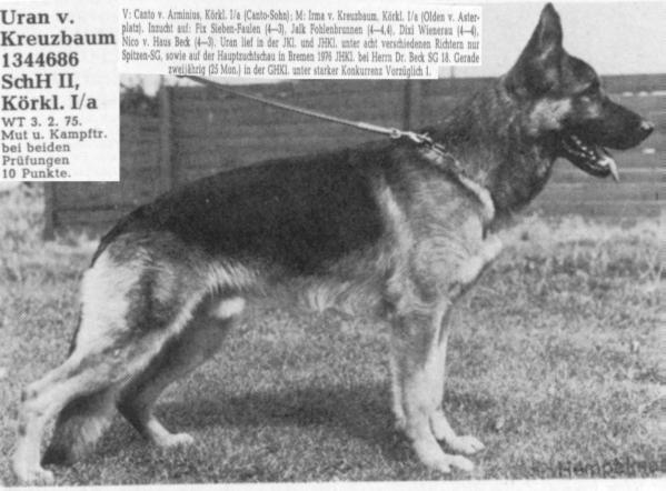 Uran vom Kreuzbaum | German Shepherd Dog 