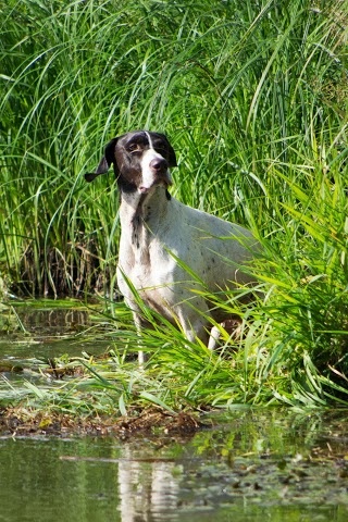 Gern gross limited edition | German Shorthaired Pointer 