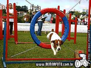 Wishbone du Torhout Romany | Jack Russell Terrier 