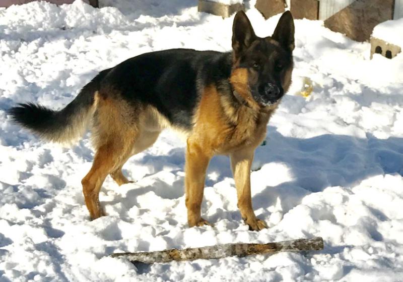 ROCKY CASTILLO II | German Shepherd Dog 