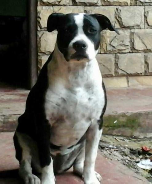 AGNES FUENTE'S STAFF | American Staffordshire Terrier 