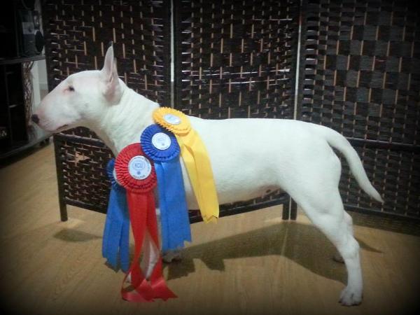 Keniata Bayleys | Bull Terrier 