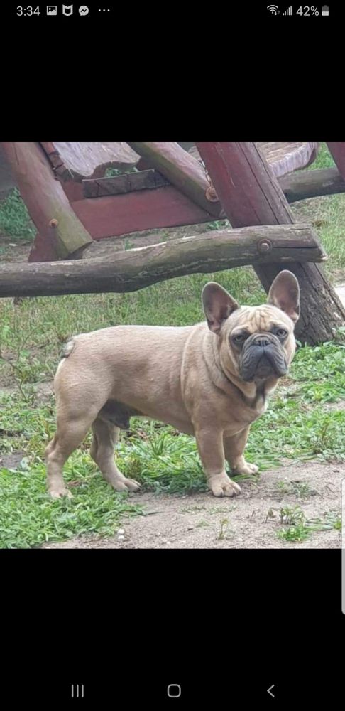 Medina Royal Bulldog's Escobar | French Bulldog 