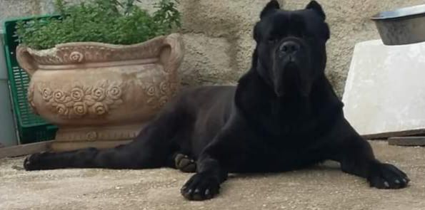 Bruno di Castrignano | Cane Corso 