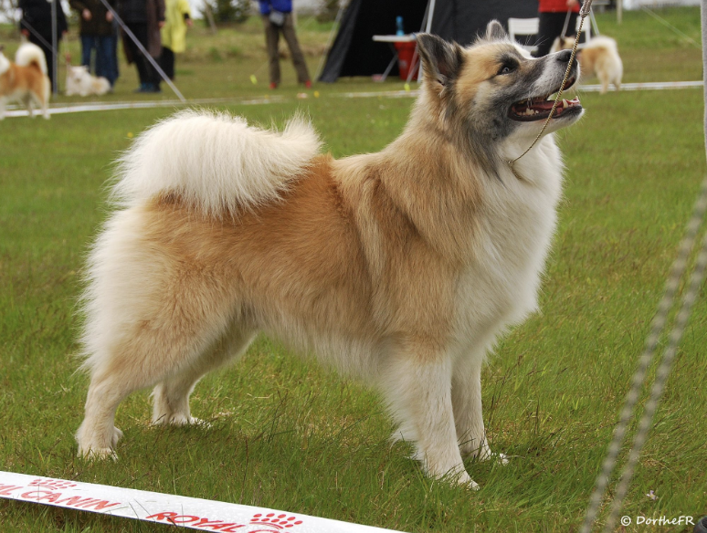 Snætinda Loki ljúflingur. | Icelandic Sheepdog 