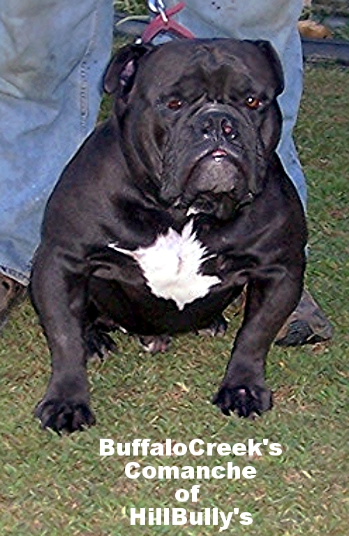 BuffaloCreek's Comanche of HillBully's | Olde English Bulldogge 