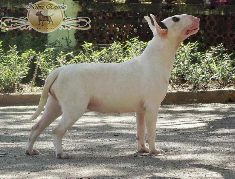 Nobre Espírito Katana | Bull Terrier 