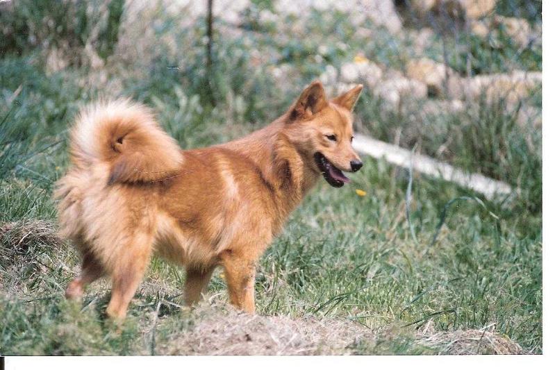 C'KISSA de la Cascade des Jarreaux | Finnish Spitz 